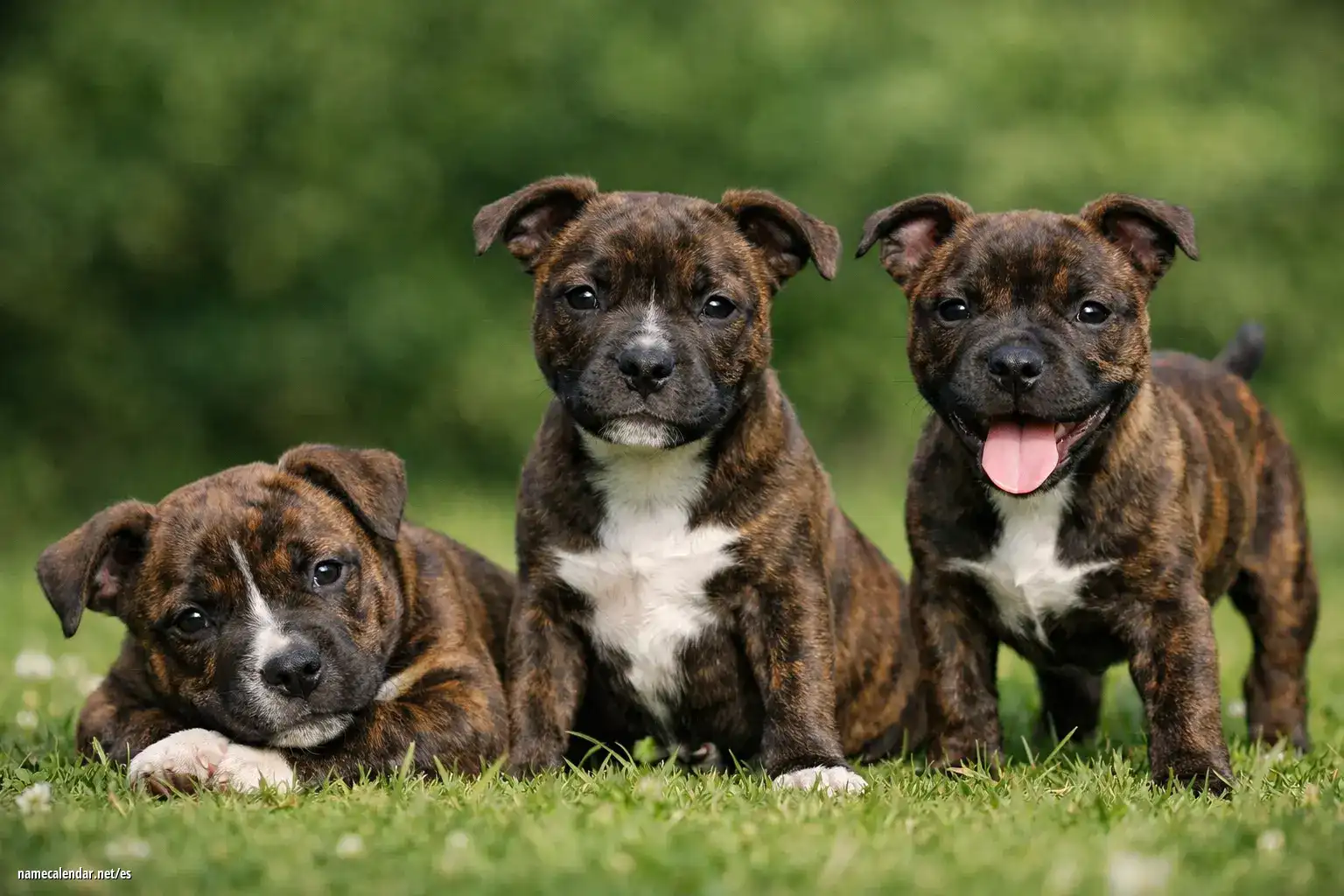 Cómo elegir el nombre perfecto para tu cachorro