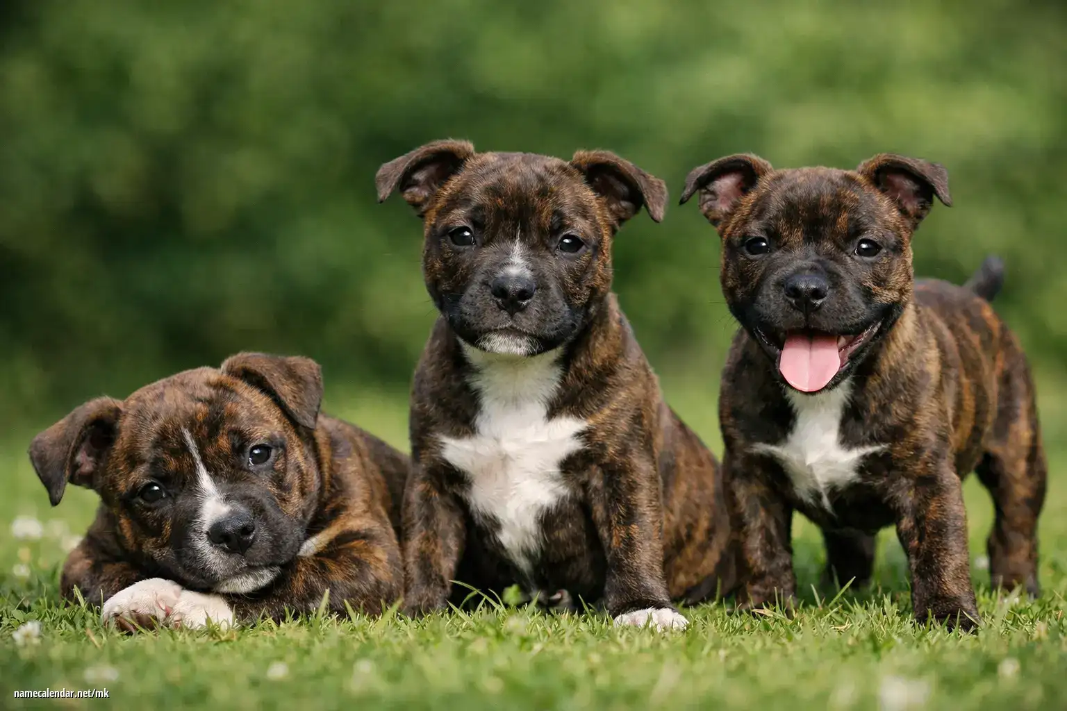 Како да го изберете совршеното име за кученце Како да го изберете совршеното име за кученце