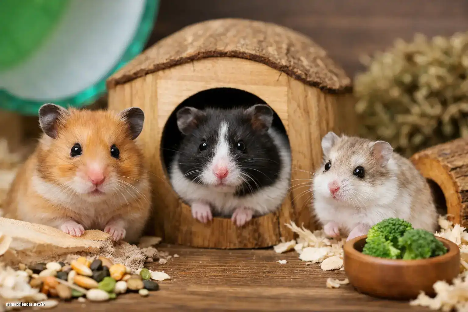 Mükemmel Hamster İsmi Nasıl Seçilir